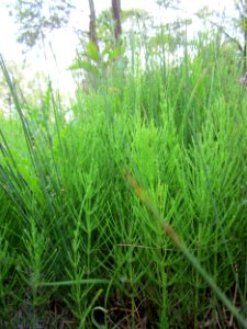 20130608Equisetum_arvense