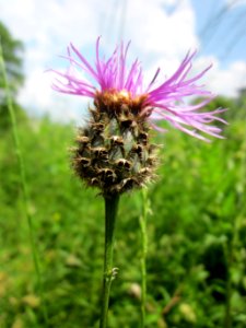 20130608Centaurea_scabiosa3