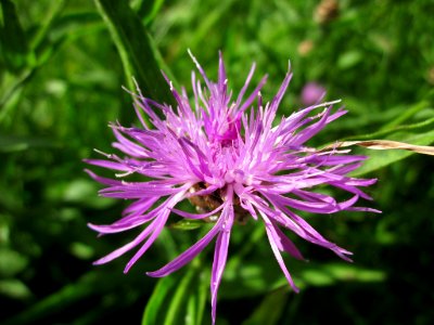 20130615Flockenblume_Hockenheim