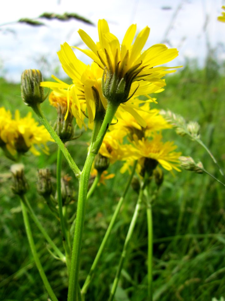 20130615Pippau_Hockenheim2