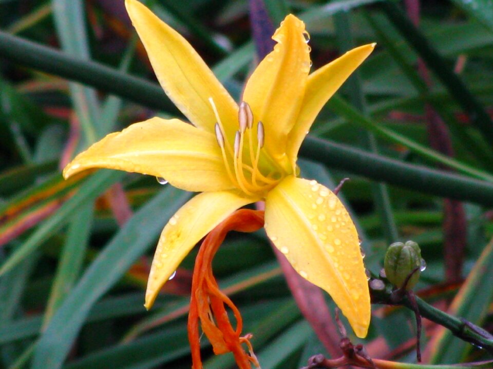 Flower nature dew