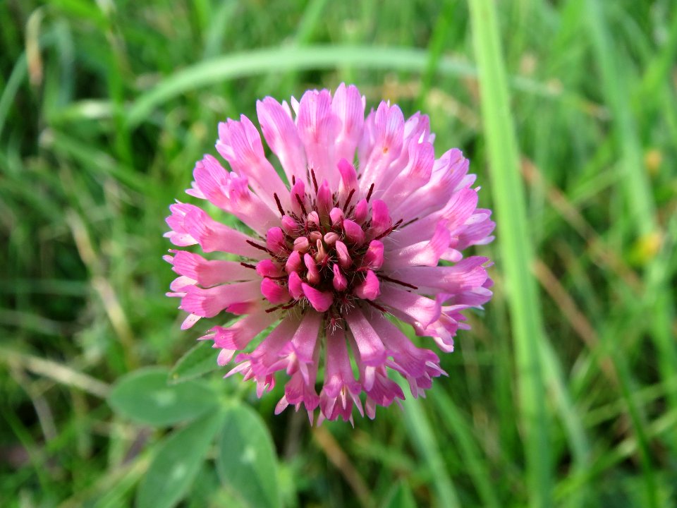 20130921Trifolium_pratense1