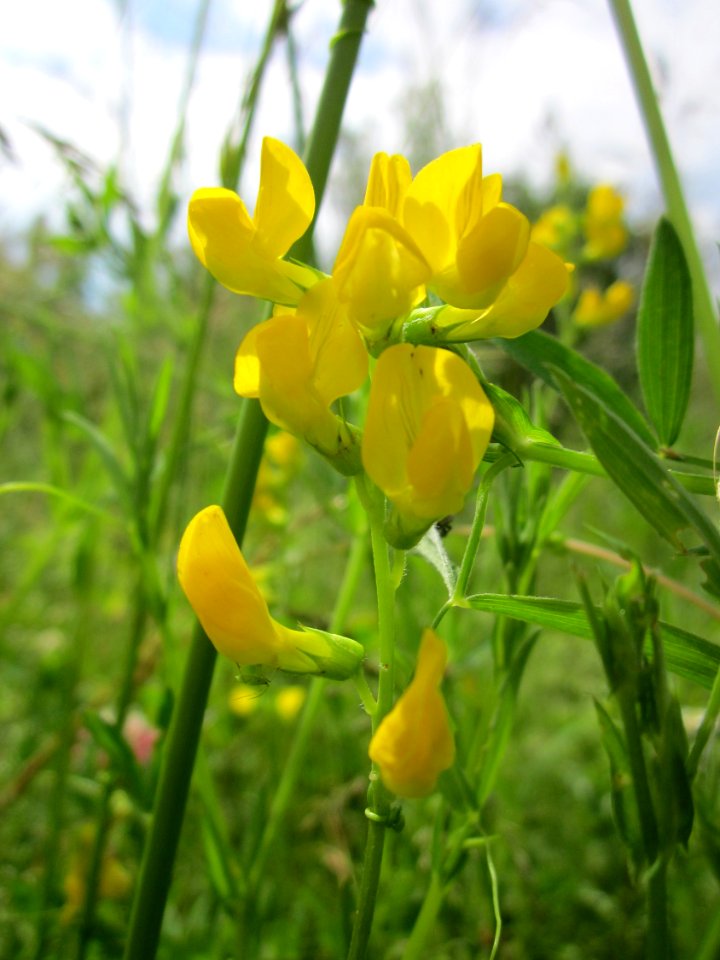20130614Lathyrus_pratensis1