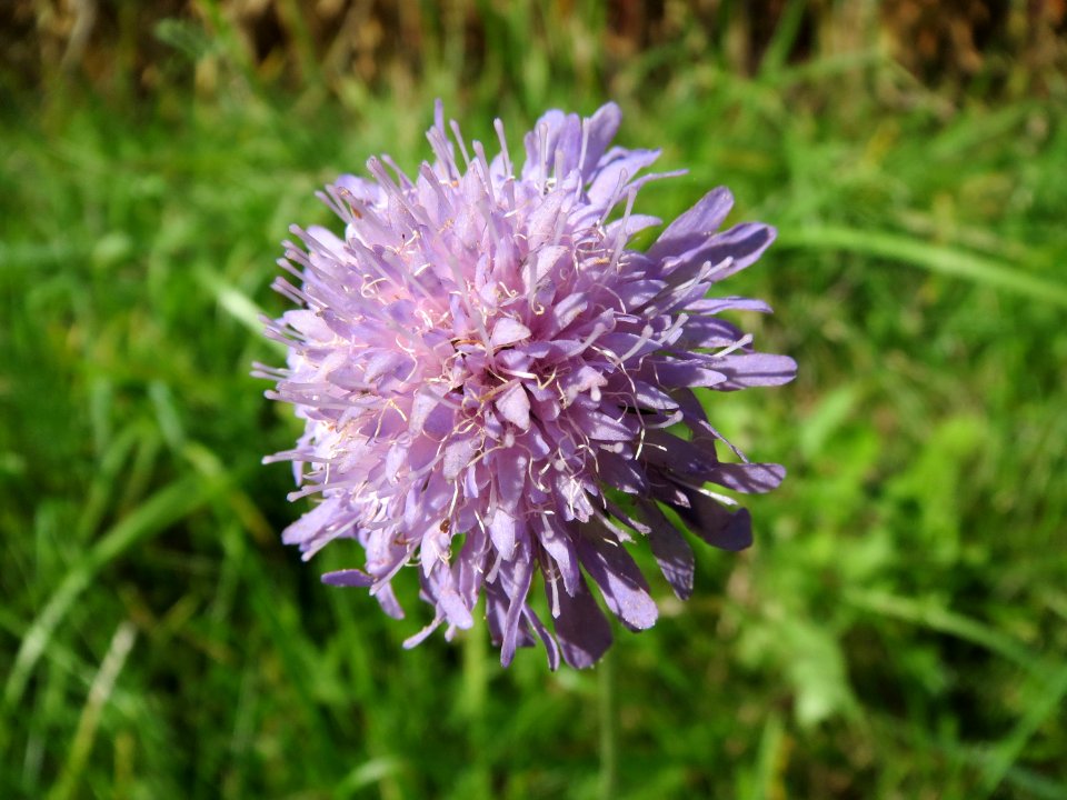 20130922Scabiosa_columbaria