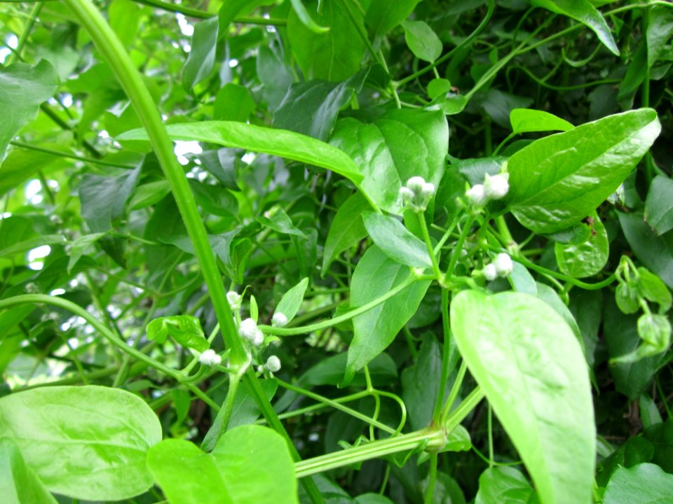 20130615Clematis_vitalba2