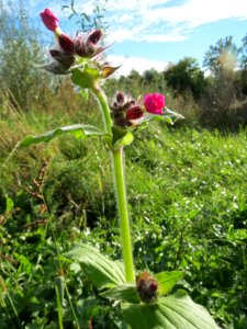 20131013Silene_dioica4