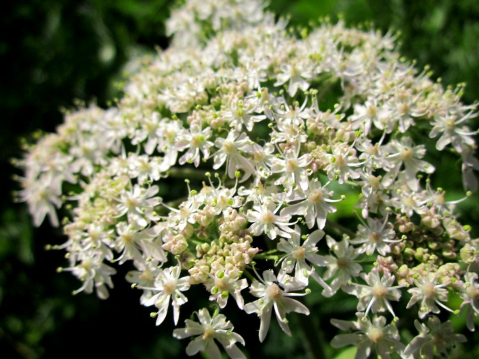 20130607Baerenklau_Saarbruecken3