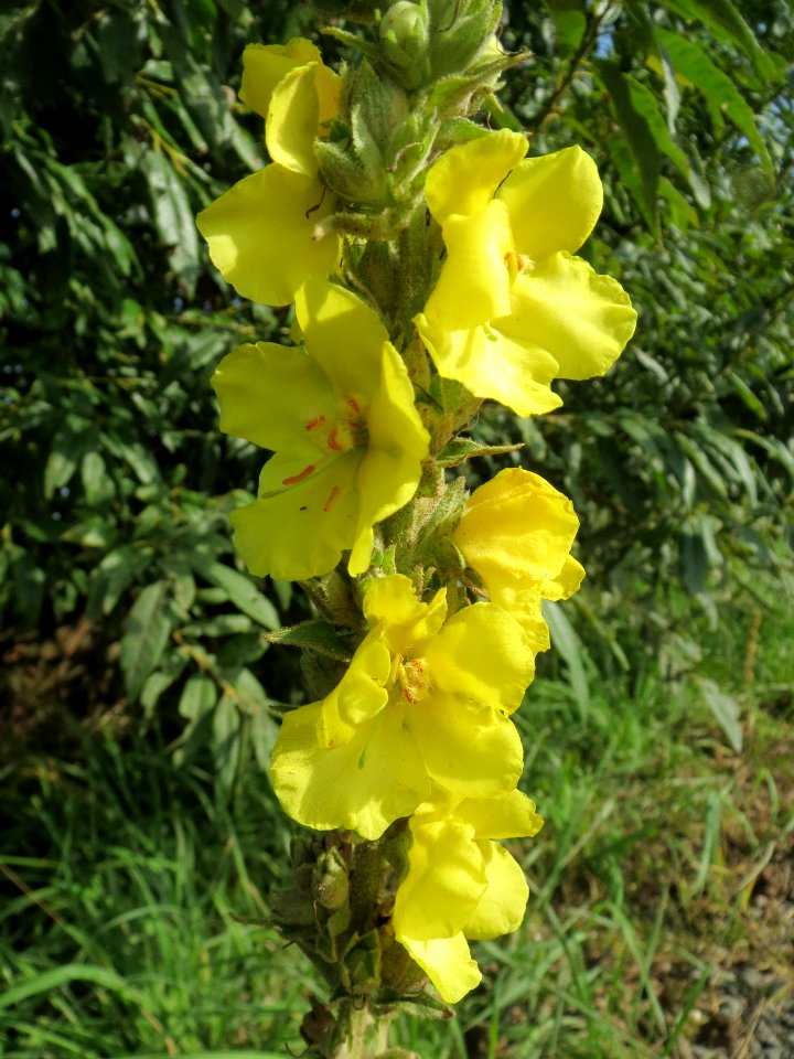 20130921Verbascum_thapsus