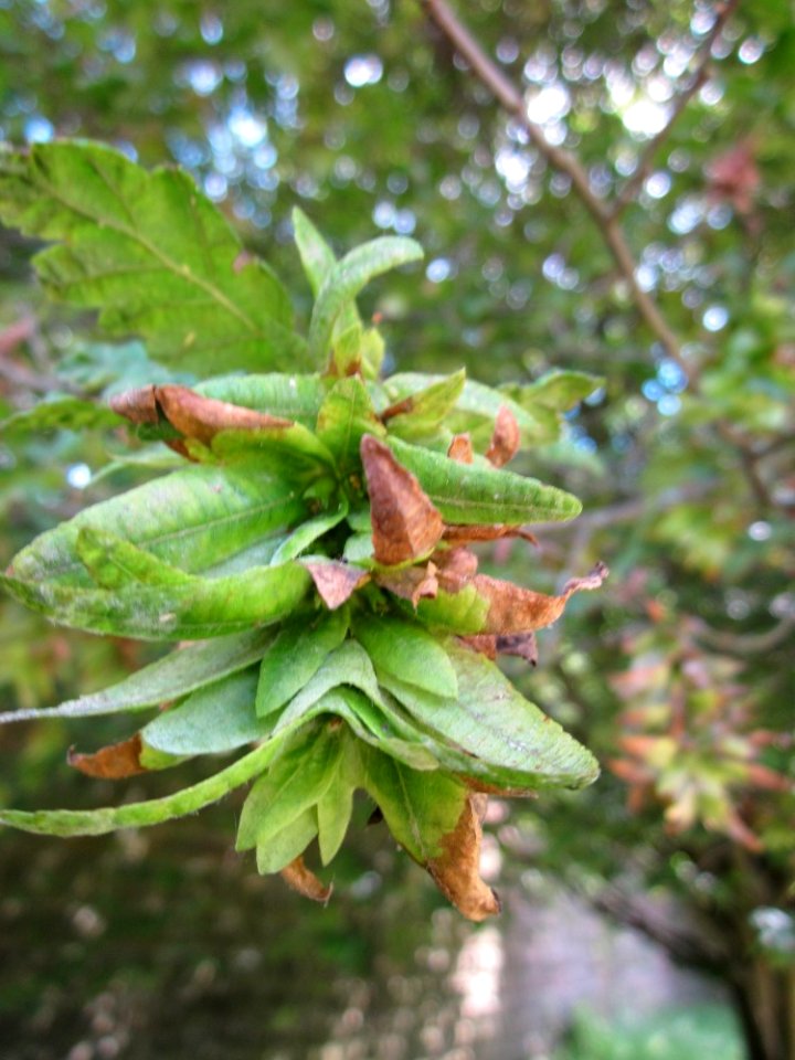 20130613Carpinus_betulus_quercifolia_Staden3