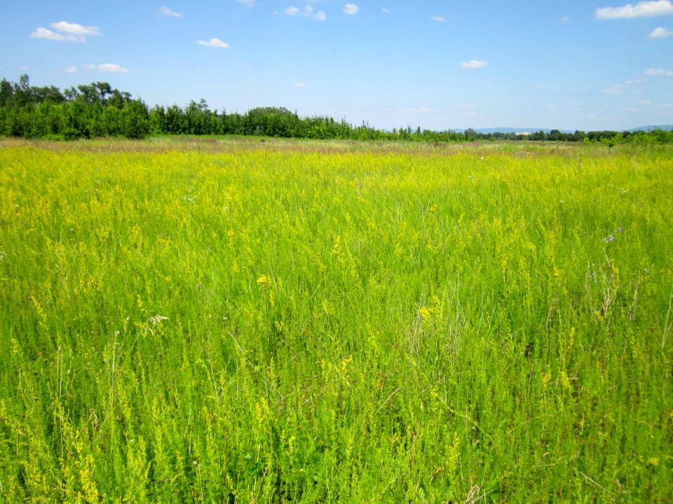 20130708Galium_verum1