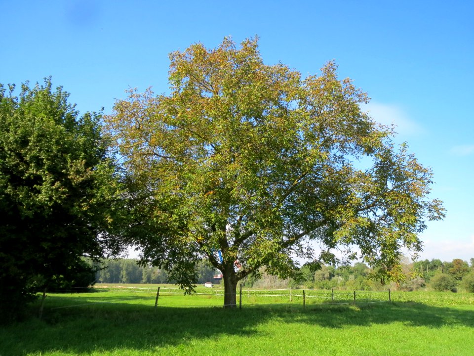20130922Juglans_regia2
