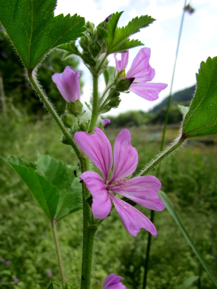 20130611Wilde_Malve_Saarbruecken