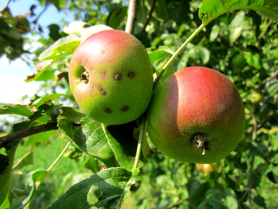 20130708Apfel_Hockenheim