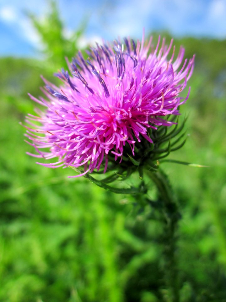 20130613Carduus_acanthoides
