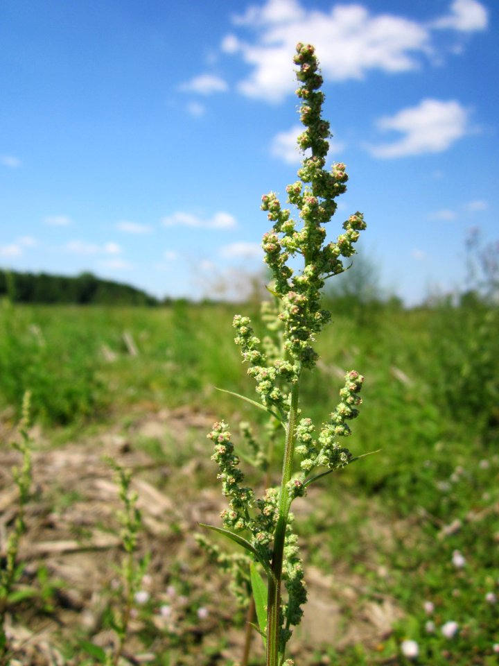 20130708Gaensefuss_Horststuecker4