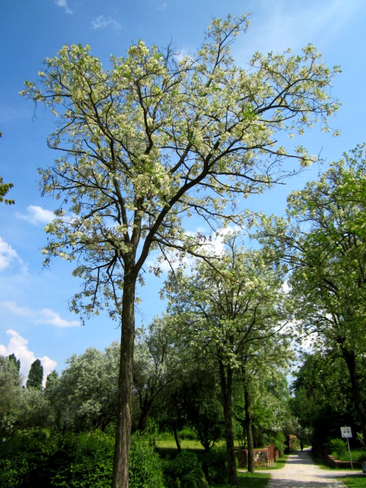 20130608Robinia_pseudoacacia1