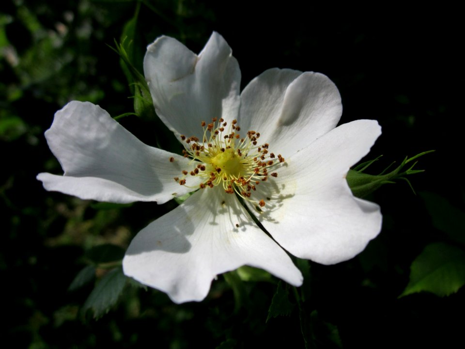 20130611Rosa_canina