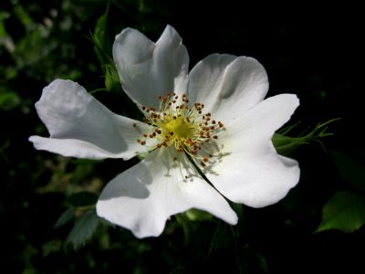 20130611Rosa_canina