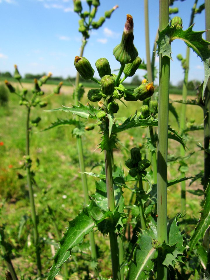 20130708Gaensedistel_Horststuecker3
