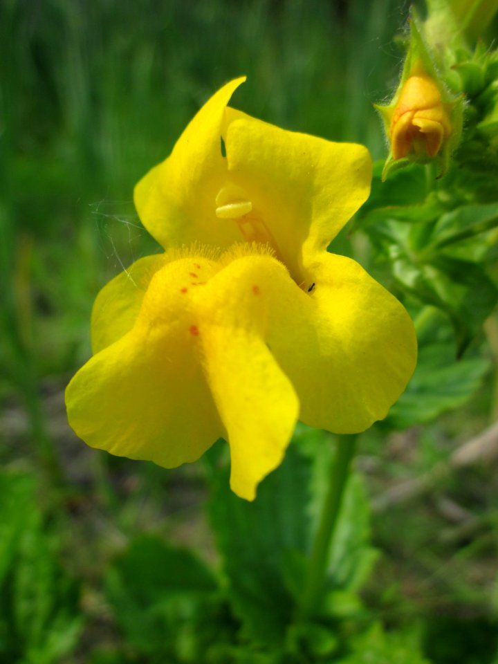 20130608Mimulus_guttatus3