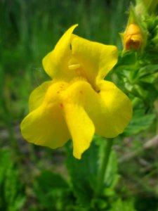 20130608Mimulus_guttatus3