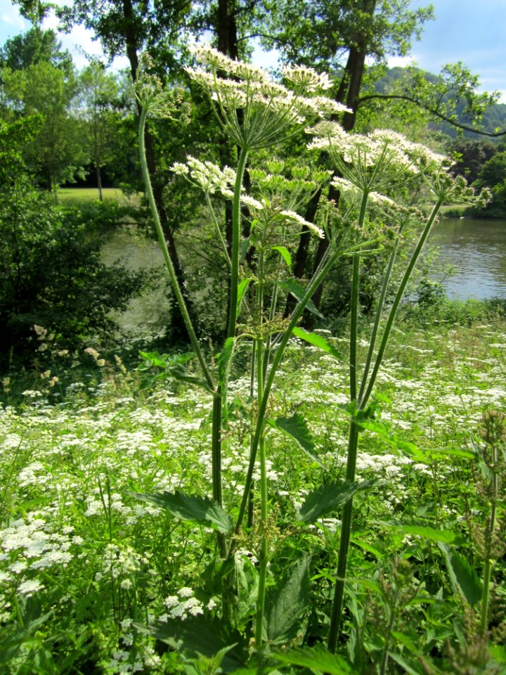 20130607Baerenklau_Saarbruecken9