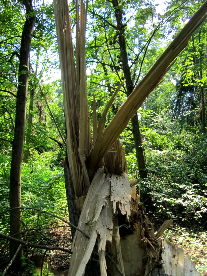 20130708Sturmschaden_Marlach4
