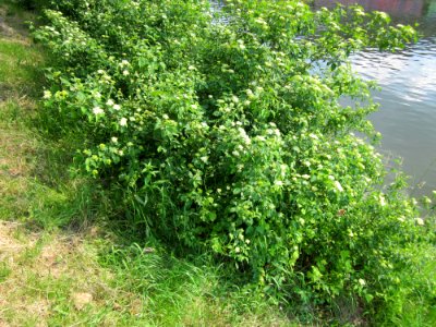 20130607Hartriegel_Saarbruecken1