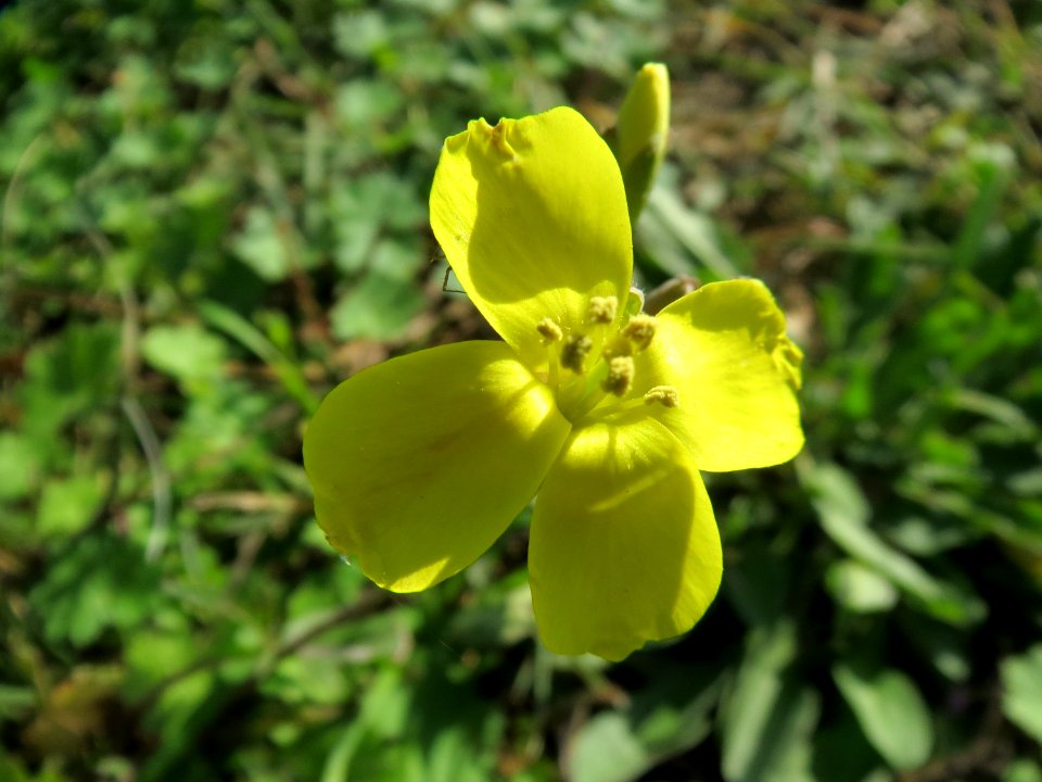 20131013Diplotaxis_tenuifolia3