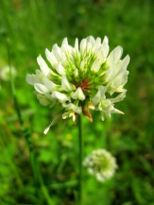 20130608Trifolium_repens
