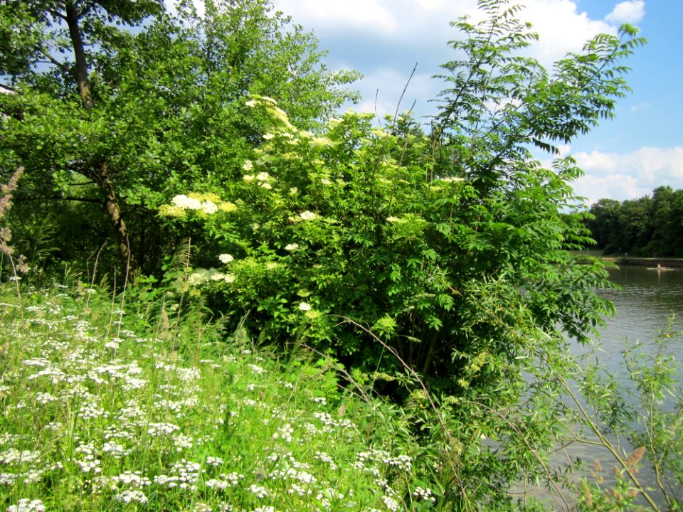 20130607Holunder_Saarbruecken1