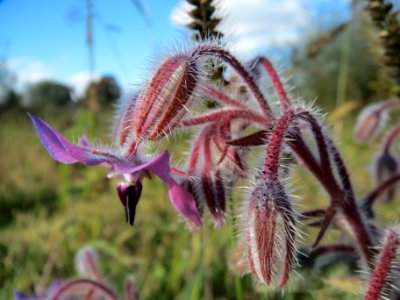 20131013Borago_officinalis3