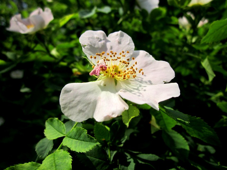20130608Rosa_canina2
