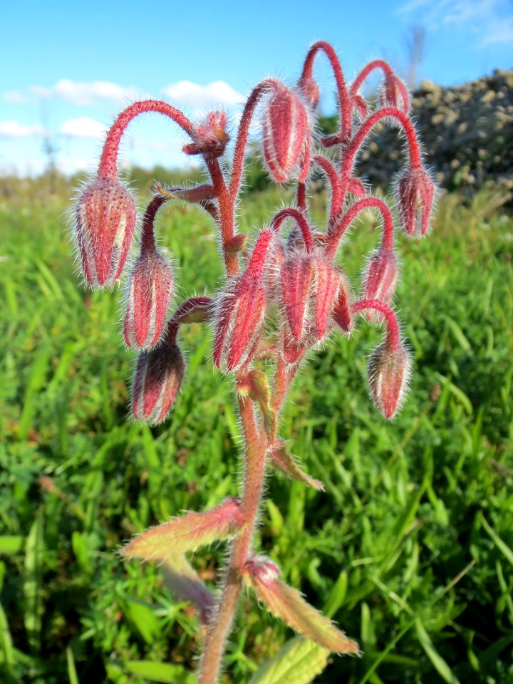 20131013Borago_officinalis1