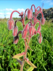 20131013Borago_officinalis1