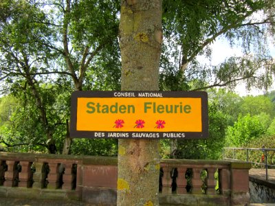 20130611Staden_Fleurie