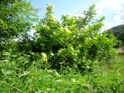 20130607Holunder_Saarbruecken2