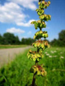 20130708Stumpfer_Ampfer_Hockenheim3