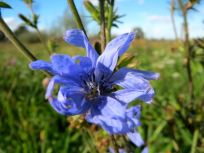 20131013Cichorium_intybus