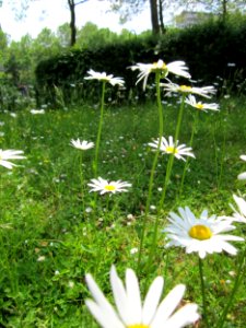 20130608Leucanthemum_vulgare2