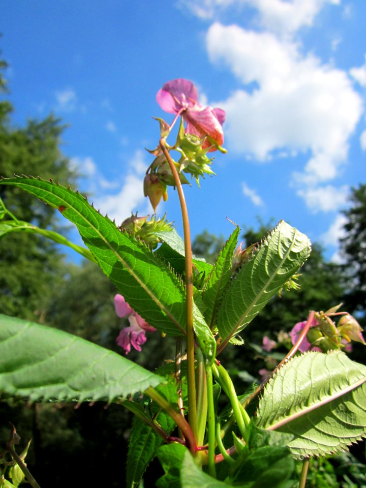 20130708Springkraut_Marlach2