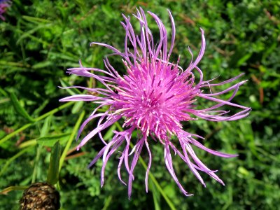 20131013Centaurea_jacea1