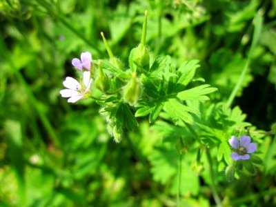 20130611Storchenschnabel_Saarbruecken3