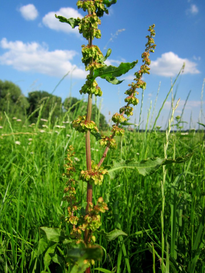 20130708Stumpfer_Ampfer_Hockenheim2