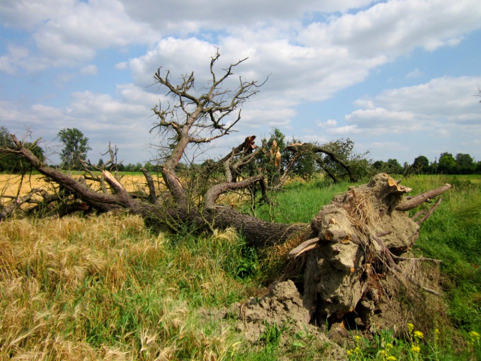 20130711Birne_Hockenheimer_Rheinbogen07