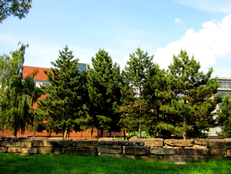 20130608Schwarzkiefer_Buergerpark