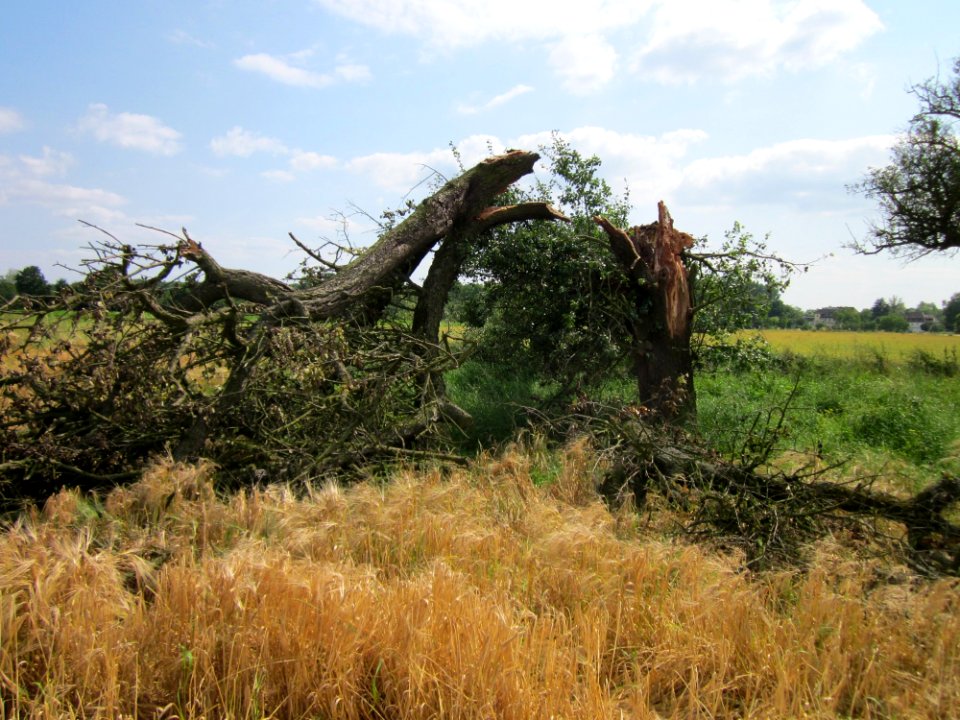 20130711Birne_Hockenheimer_Rheinbogen03