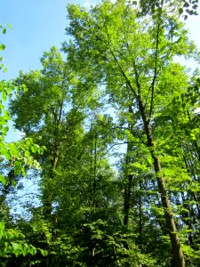 20130708Winterlinde_Marlach2