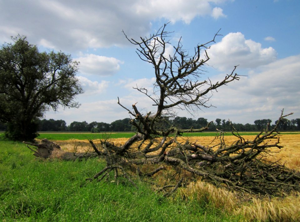 20130711Birne_Hockenheimer_Rheinbogen11
