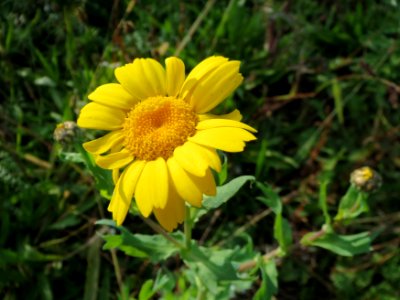 20131013Glebionis_segetum4
